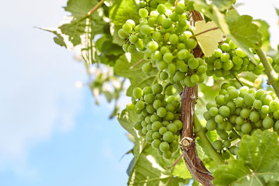Low angle view of grapes on plant