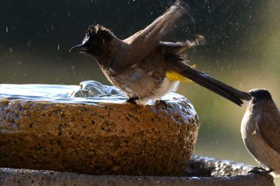 Close-up of birds eating in water