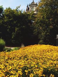 Yellow flowers blooming in park
