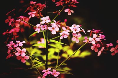 Close-up of pink flowering plants