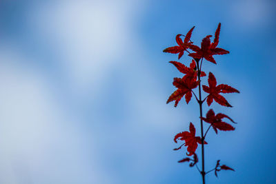 Low angle view of maple tree against blue sky