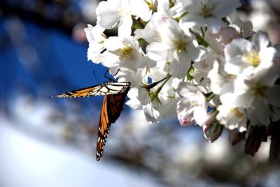 Close-up of butterfly on white flowers
