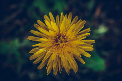 Close-up of yellow flower