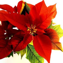 Low angle view of red flowering plant