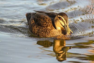 Close-up of a duck in lake