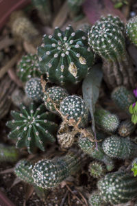 Close-up of plant