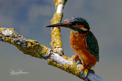 Close-up of bird perching on a tree