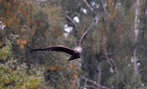 Low angle view of eagle flying against trees