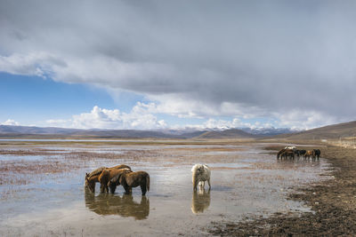 View of elephant in the sea