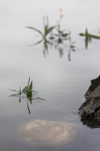 Close-up of insect on a lake