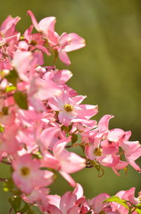 Close-up of pink cherry blossoms