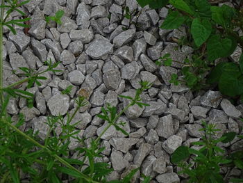 High angle view of plant growing on field