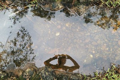 Reflection of trees in water