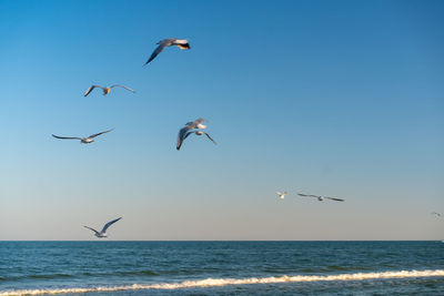 Low angle view of seagulls flying over sea against clear sky