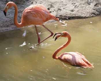 Ruber flamingo in the farm