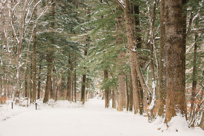 Trees in forest during winter