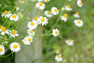 Close-up of white daisy flowers