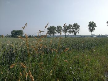 Scenic view of field against clear sky