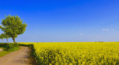 Scenic view of oilseed rape field against blue sky