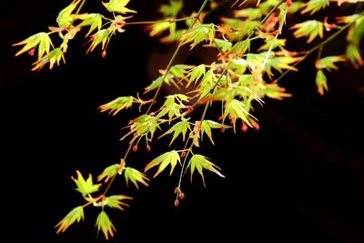 Close-up of leaves