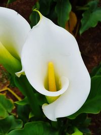 Close-up of white rose flower