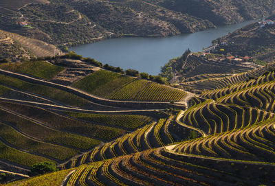 The beautiful endless lines of douro valley vineyards, in sao joao da pesqueira.