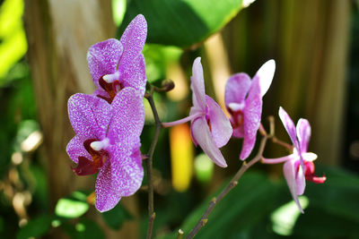 Close-up of purple flowers blooming outdoors