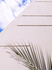 Stylish palm on white geometry wall. minimal aesthetic plant background