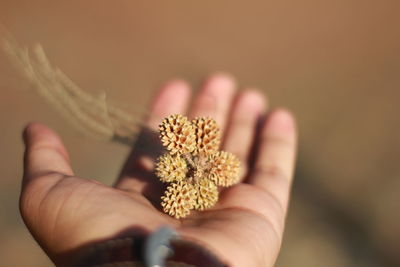 Close-up of hand holding dandelion flower