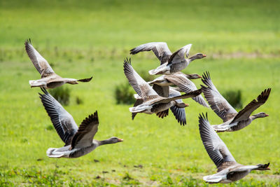 Flock of birds flying