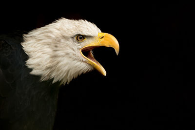 Close-up of angry bald eagle against black background