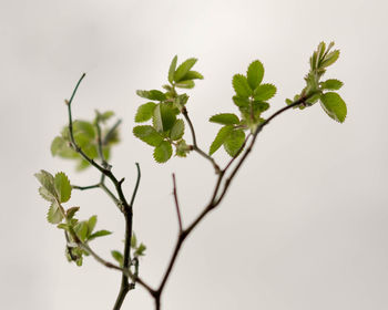 Close-up of fresh green plant