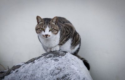Cat looking away while standing on rock against wall