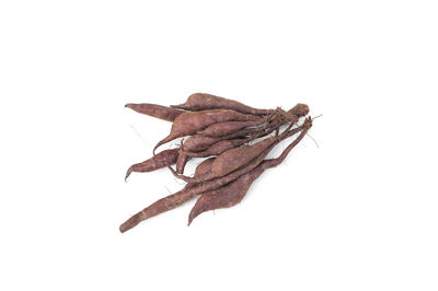 Close-up of dry leaf against white background