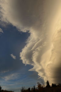 Low angle view of trees against sky