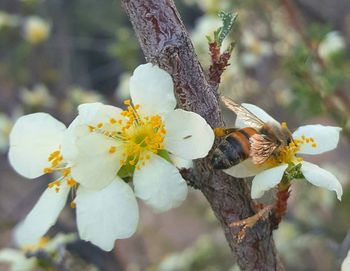 Close-up of honey bee pollinating flower