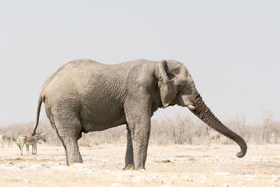 View of elephant in field