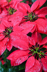 Close-up of wet red flowering plant