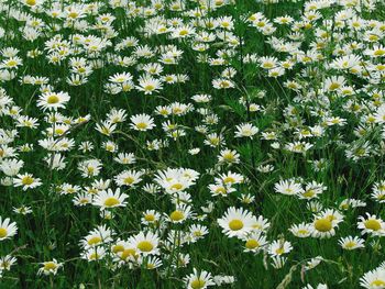 Flowers blooming on field