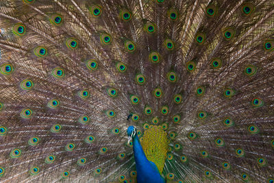 Peacock fanning out its beautiful feathers.