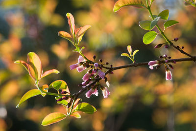 Close-up of flower buds on tree