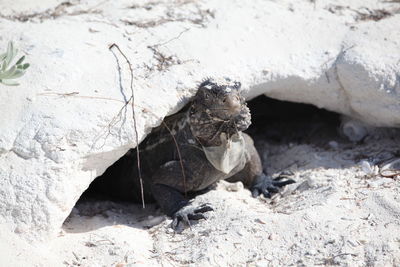 High angle view of a bird on rock