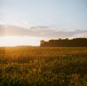 Scenic view of field against sky