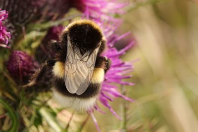 Close-up of honey bee on purple flower