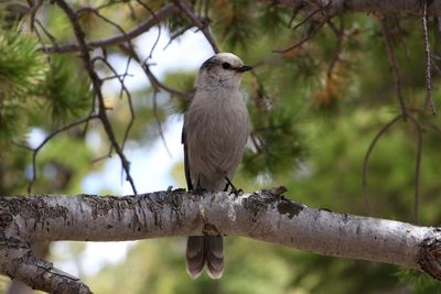 Low angle view of bird perching on tree