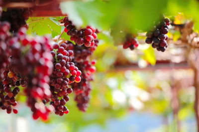 Close-up of grapes growing on plant