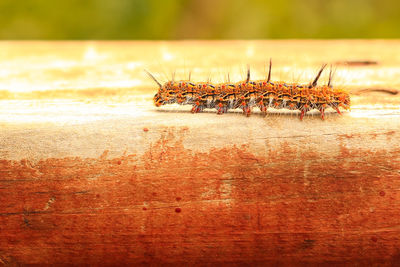 Close-up of insect on wood