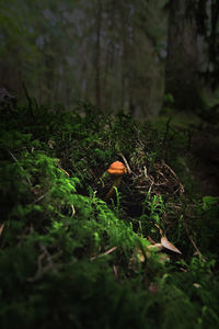 Mushroom growing on field