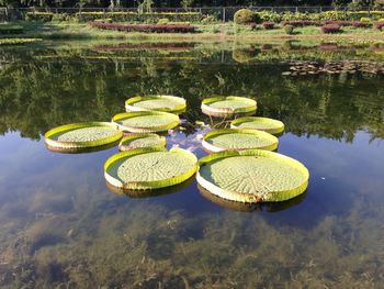 Lotus water lily floating on lake