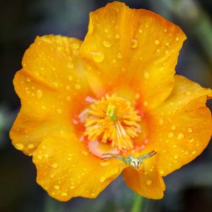 Close-up of water drops on yellow flower